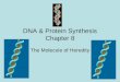 DNA & Protein Synthesis Chapter 8