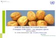 UNECE-Standard for Inshell Walnuts Стандарт ЕЭК ООН  –  на грецкие орехи DDP-01  (2002)