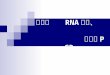 实验二    RNA 提取、                  逆转录 PCR