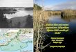 Vad har hänt med vatten- vegetationen i Pojovikens Natura 2000 område på 60 år? Minttu Peuraniemi
