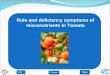 Role and deficiency symptoms of micronutrients in Tomato