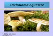 Tricholoma equestre