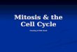 Mitosis & the Cell Cycle