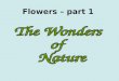 The Wonders  of  Nature
