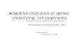 Adaptive evolution of genes   underlying  schizophrenia Bernard Crespi, Kyle Summers, Steve Dorus