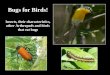 Bugs for Birds! Insects, their characteristics, other Arthropods and birds that eat bugs
