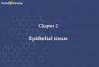 Chapter 2 Epithelial tissue