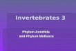 Invertebrates 3