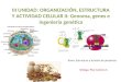III UNIDAD:  ORGANIZACIÓN, ESTRUCTURA Y ACTIVIDAD CELULAR II:  Genoma, genes e ingeniería genética