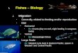 Fishes – Biology Migration Generally related to feeding and/or reproduction Diel Horizontal