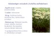 Közönséges cickafark ( Achillea millefolium )
