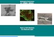 Biological Sciences B . CHEM. ENGG. Part 2.  Cell Division Dr . Ratnesh Jain