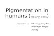 Pigmentation in humans ( melanin cells )