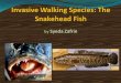 Invasive Walking Species: The Snakehead Fish by  Syeda Zafrin