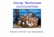 Straw Mushroom cultivation
