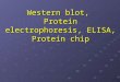 Western blot,  Protein electrophoresis, ELISA, Protein chip