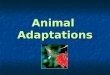 Animal  Adaptations