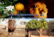 The  vital  funtions  of  the Lion and  the orange tree