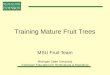 Training Mature Fruit Trees