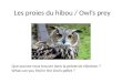 Les proies du hibou / Owl’s prey