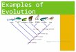 Examples of Evolution