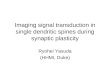 Imaging signal transduction in single dendritic spines during synaptic plasticity