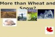 More than Wheat and Snow?
