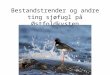 Bestandstrender  og andre ting  sjøfugl på Østfoldkysten