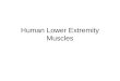 Human Lower Extremity Muscles