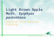 Light Brown Apple Moth,  Epiphyas postvittana