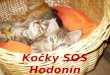 Kočky SOS Hodonín v roce 2009