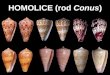 HOMOLICE (rod  Conus )