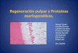 Regeneración pulpar y Proteínas morfogenéticas