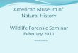 American Museum of  Natural History Wildlife Forensic Seminar February 2011 Steve  Oszust