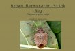Brown  M armorated Stink Bug Halyomorpha halys Presented By: Kaydee Oliver  Date: April 20, 2011