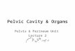 Pelvic Cavity & Organs