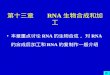 第十三章    RNA 生物合成和加工