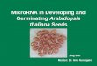 MicroRNA in Developing and Germinating  Arabidopsis thaliana  Seeds
