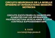 CIRCUITS NEURONAUX DE LA MOELLE ÉPINIÈRE ET INTÉGRATIONS SENSORI-MOTRICES