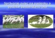 Správanie oviec na pasienku a použitie pastierskeho psa