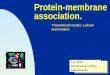 Protein-membrane association