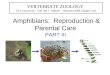 Amphibians:  Reproduction & Parental Care PART III