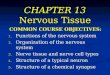 CHAPTER 13 Nervous Tissue