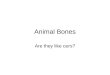 Animal Bones