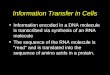 Information Transfer in Cells