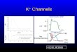 K +  Channels