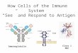 How Cells of the Immune System   “See” and Respond to Antigen