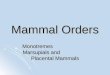 Mammal Orders