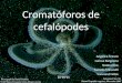 Cromatóforos de cefalópodes
