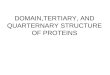 Domain,tertiary , and  quarternary structure  of  proteins